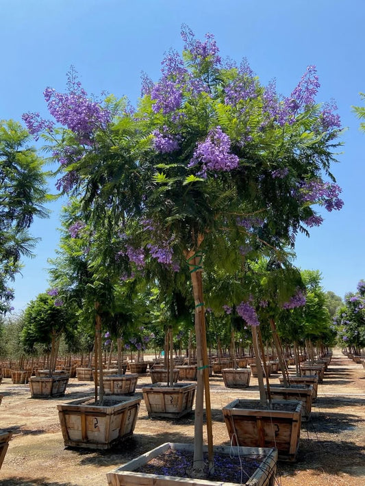 Devasa Jakaranda ( Jacaranda mimosifolia ) 150–200 cm