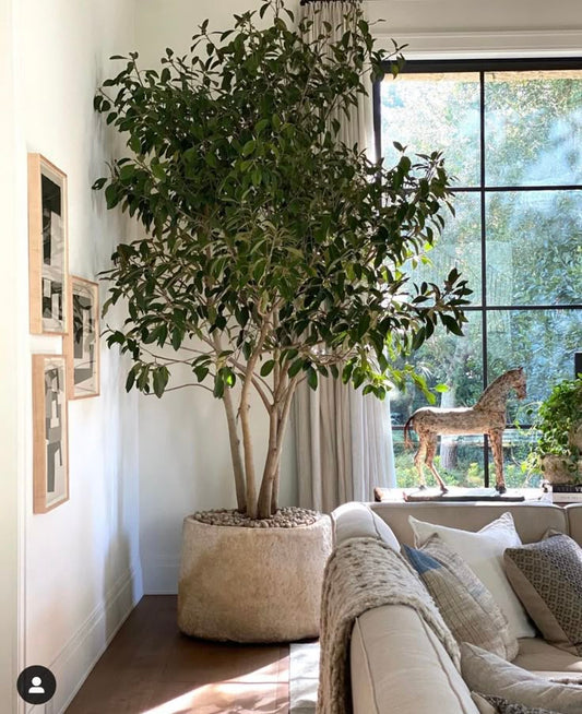 Ficus Benjamina Danielle Dev Boy 170–200 cm