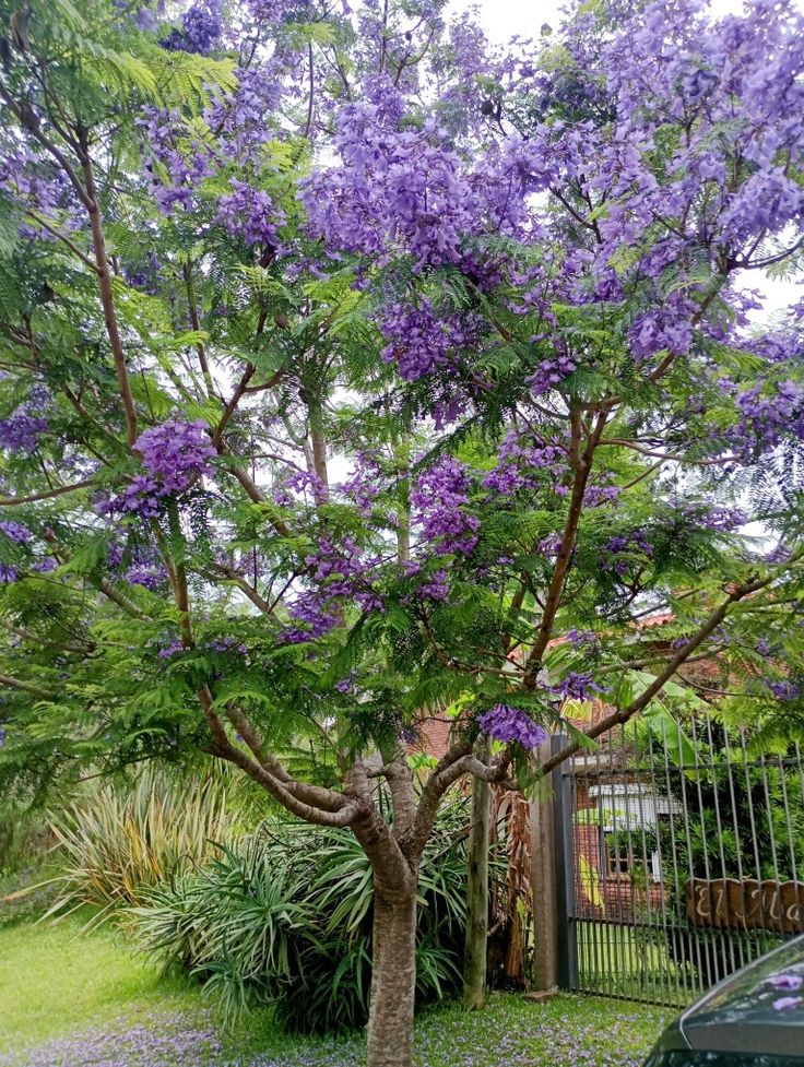 Devasa Jakaranda ( Jacaranda mimosifolia ) 150–200 cm
