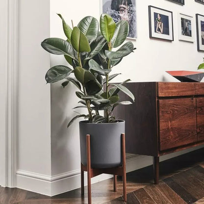 Kauçuk Bitkisi 100 – 120 cm (Ficus elastica)